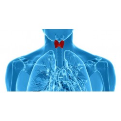 Tireoide: tão pequena e tão importante